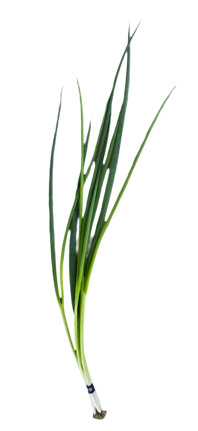 みずみずしい観音ネギのクローズアップ